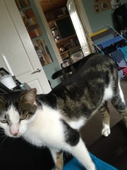 Young bony cat. Is she just a skinny malinkey? Pics included.