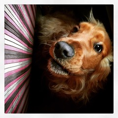 Show us your dogs?