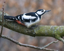 Had a lovely 30 minutes watching the birds in the front garden