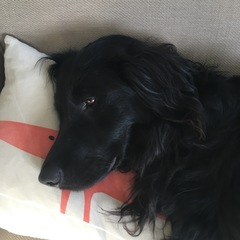 Show us your dogs?