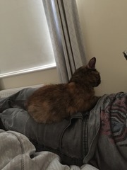 Rescue Cat Hopefully Coming Home Tomorrow