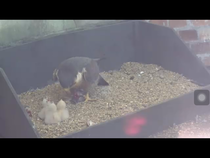 Had a lovely 30 minutes watching the birds in the front garden