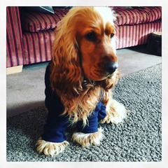 Show us your dogs?
