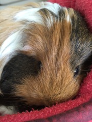 Another pig off to the Rainbow Bridge