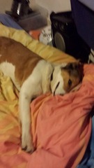 Show us your dogs?