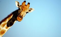MLM Bot Watch 20 - chat about Utah based tragicomic cultastic racketeering scamalangadingdongs like Forever Living, Ariix, Herbalife, Younique, Juiceplus etc etc etc