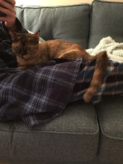 Rescue Cat Hopefully Coming Home Tomorrow
