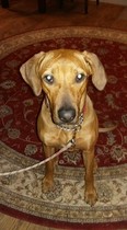 Show us your dogs?