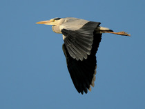 Had a lovely 30 minutes watching the birds in the front garden