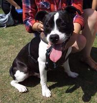 Find out what Mumsnetters thought of the Pedigree® Dog Food Range. £300 voucher prize draw for testers’ feedback. NOW CLOSED