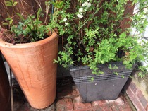 Plant to train up wall, round door