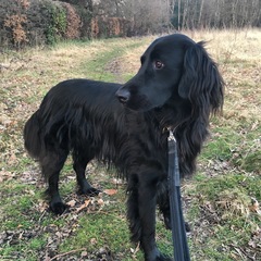Show us your dogs?
