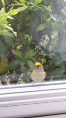 Had a lovely 30 minutes watching the birds in the front garden