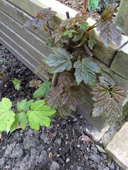 please can you help me identify these plants?