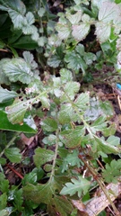 "in the midst of winter, I found there was within me, an invincible summer" Potting shed chat continues here