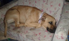 Show us your dogs?