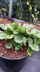 "in the midst of winter, I found there was within me, an invincible summer" Potting shed chat continues here