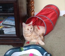 Kitten gets easily bored