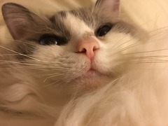 Name ideas for ragdoll kitten? (Boy)