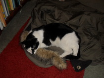 Young bony cat. Is she just a skinny malinkey? Pics included.