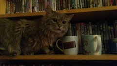 To just buy a bloody cat & stop overthinking!