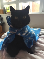 Ollie update