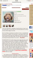 Cavapoo vs Cavachon