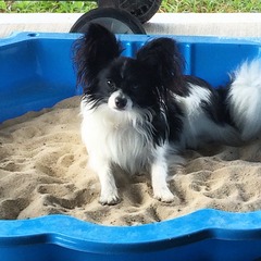 Show us your dogs?