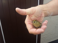 Had a lovely 30 minutes watching the birds in the front garden