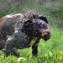 ...to think clean floors and dogs are incompatible?