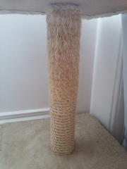cat scratching
