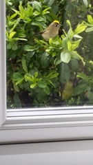 Had a lovely 30 minutes watching the birds in the front garden