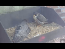 Had a lovely 30 minutes watching the birds in the front garden