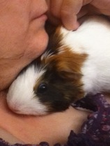 Bunny has fallen asleep in the litter tray, come share pics of your small furries!