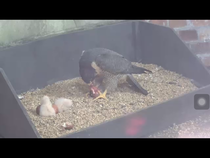 Had a lovely 30 minutes watching the birds in the front garden