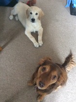 Show us your dogs?