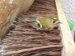 Had a lovely 30 minutes watching the birds in the front garden