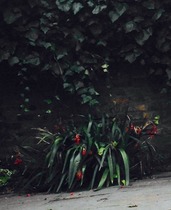 Please Identify this plant for me