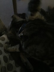 My handsome boy cat....