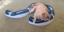Kitten gets easily bored