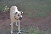 Show us your dogs?
