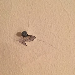 Help! Should we fix this before sale?