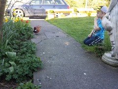 Had a lovely 30 minutes watching the birds in the front garden