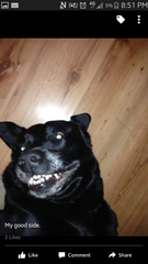 Lab owners