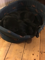 Show us your dogs?