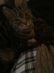 My handsome boy cat....