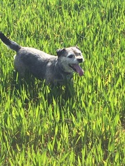 Show us your dogs?