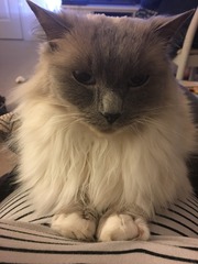 Name ideas for ragdoll kitten? (Boy)