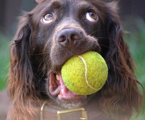 Show us your dogs?