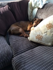 please can I have a mini moan about the difficulty of rehoming a rescue dog